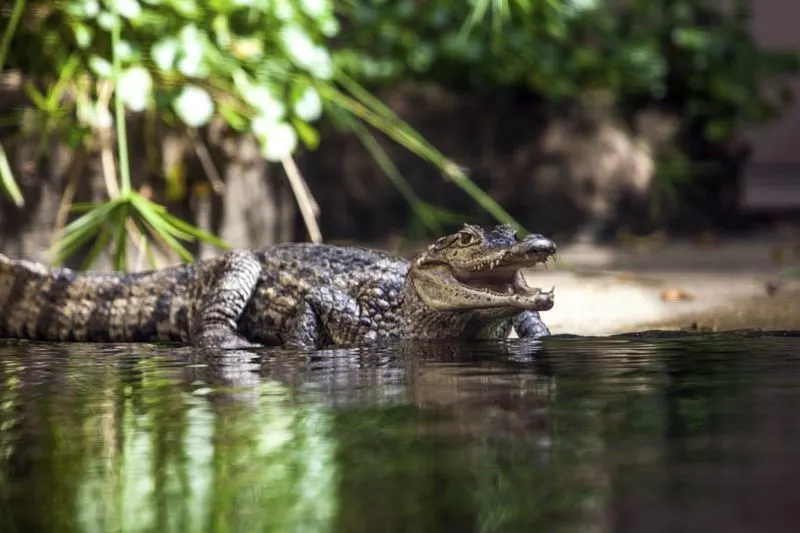 Oatland Island Wildlife Center