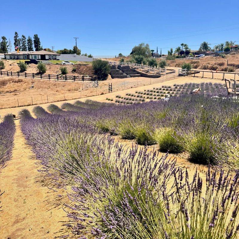 Lavender Fields That Feel a World Away