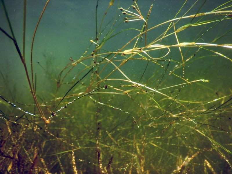 Aquatic Plants Thriving Underwater