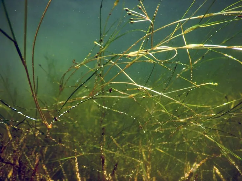 Aquatic Plants Thriving Underwater