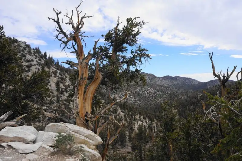 Ancient Bristlecone Pine Forest