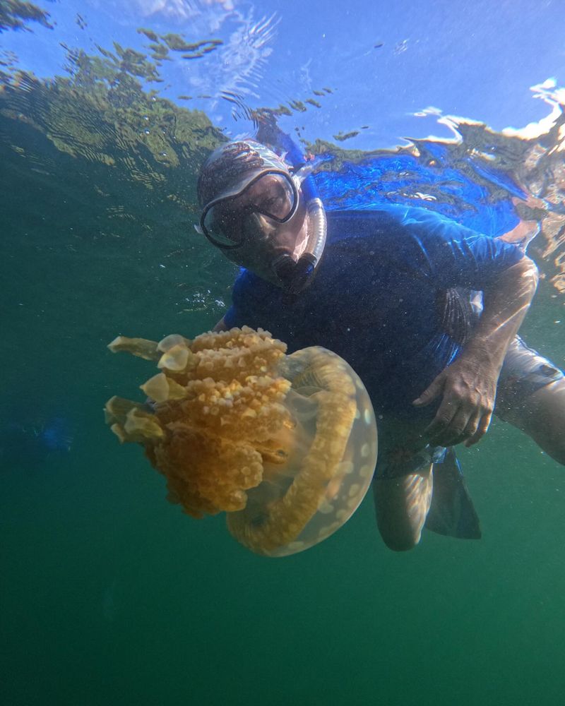 Snorkel in Jellyfish Lake