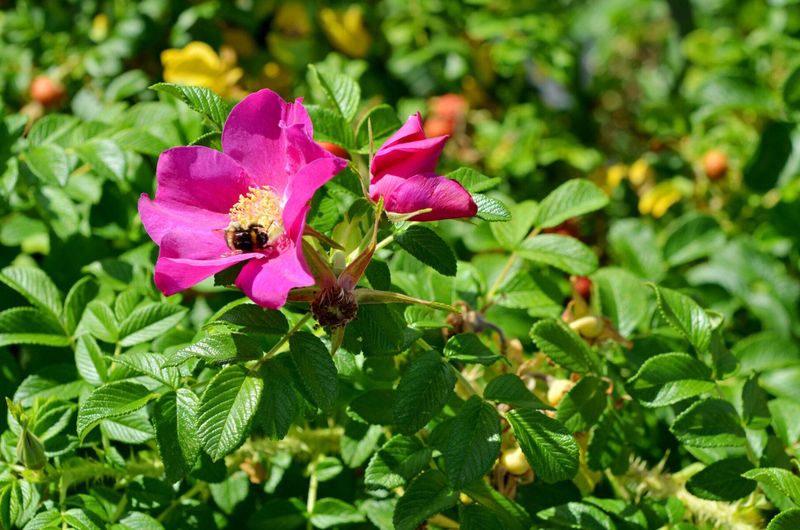 Wild Nootka Roses Blooming Along Backroads