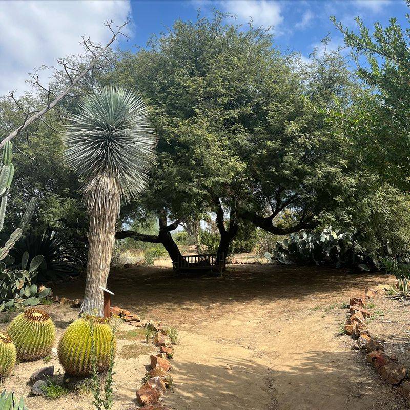 Mesquite Trees Adding History and Habitat