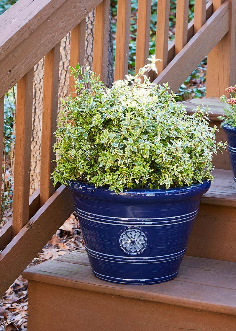 Plastic Planters, No Personality