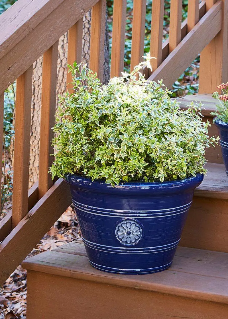 Plastic Planters, No Personality