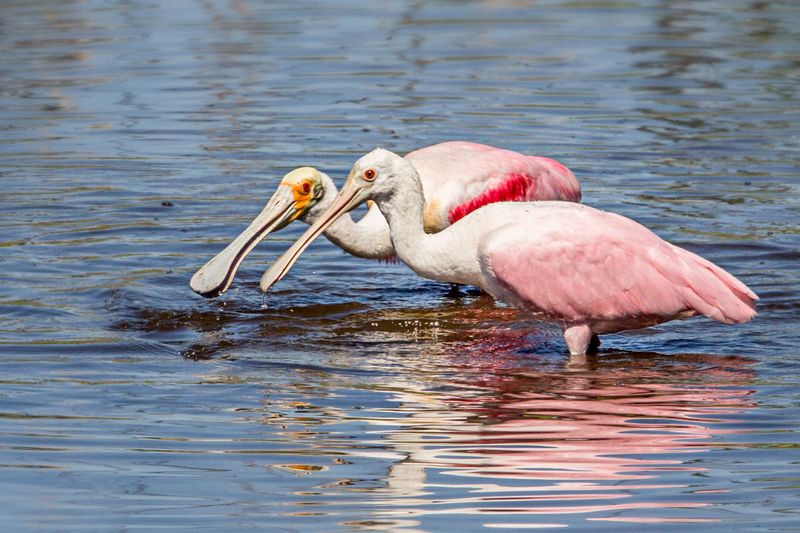 Birdwatching in the Ten Thousand Islands