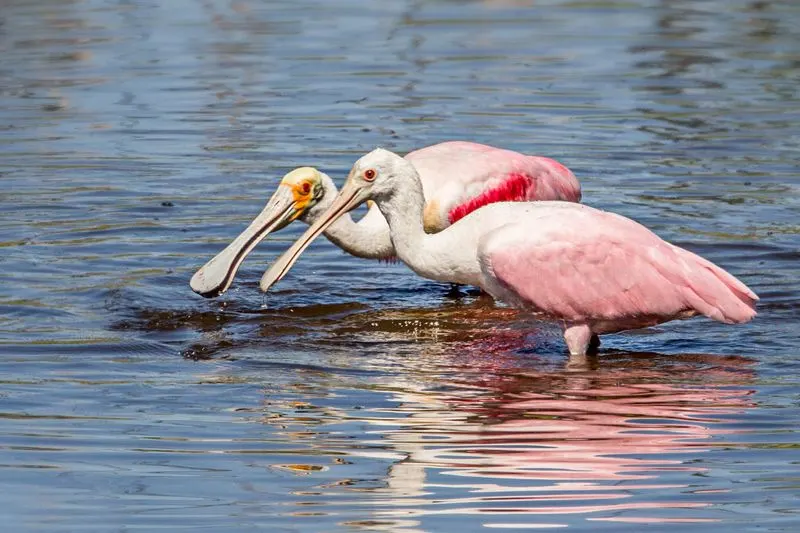 Birdwatching in the Ten Thousand Islands