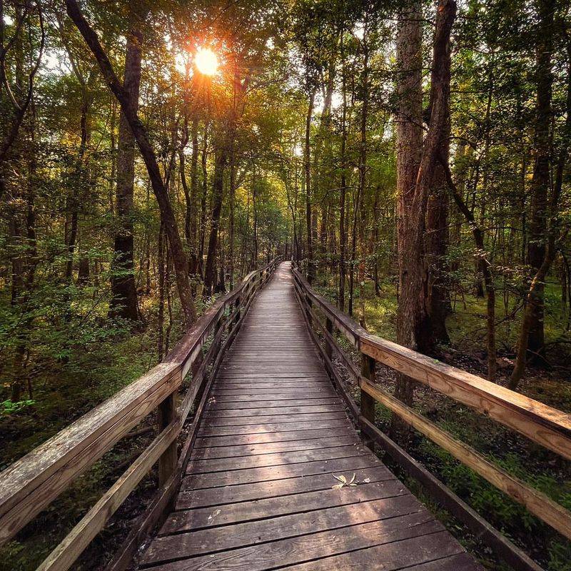 Congaree National Park, South Carolina – Old-Growth Bottomland Forest