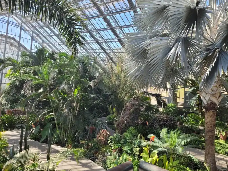 Tropical Ferns in Shaded Museums and Gardens