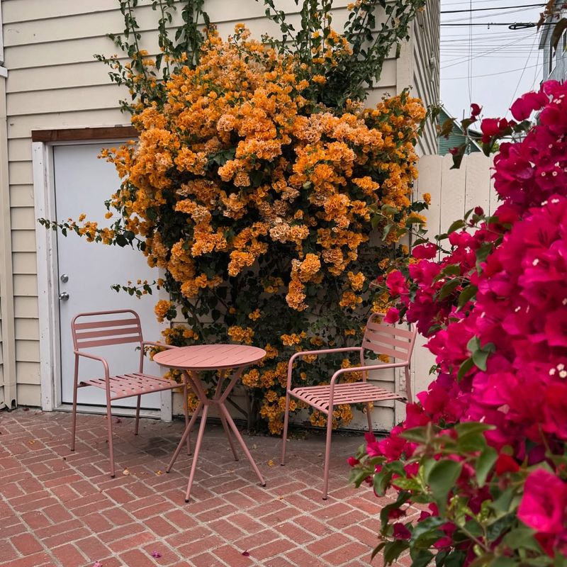 Bougainvillea Cascading from Porches