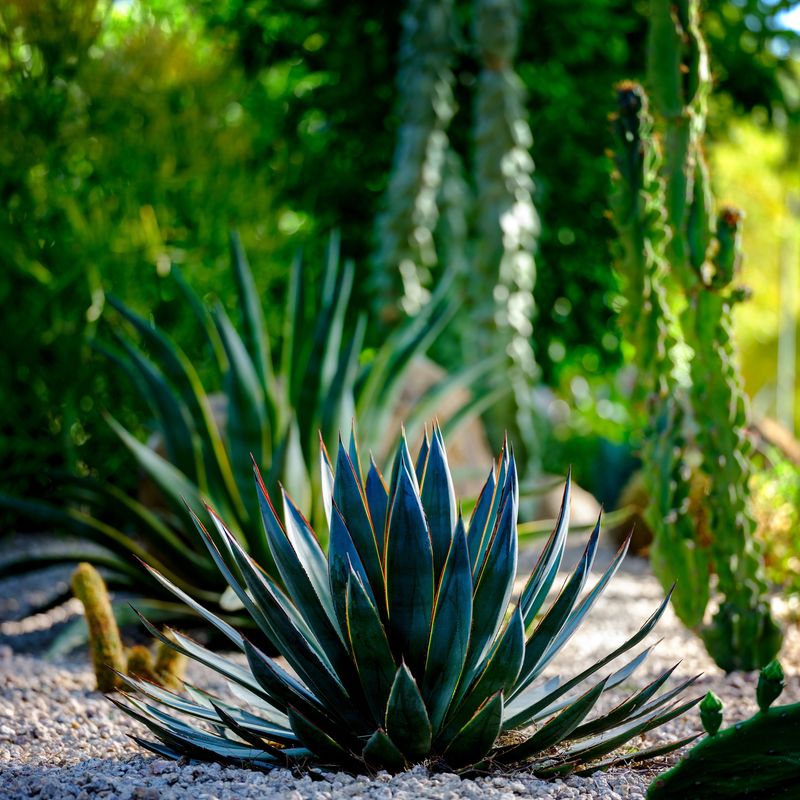 Agave: Sculptures of the Desert