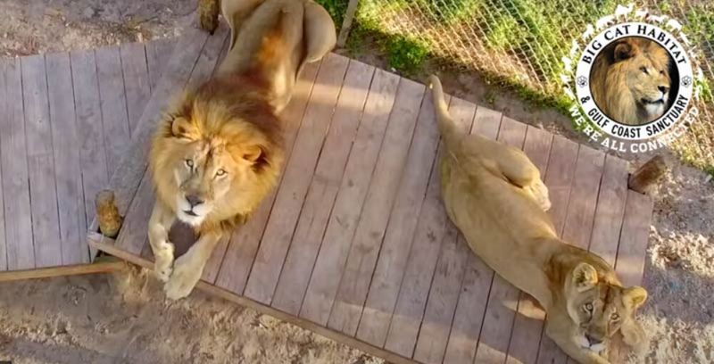 Big Cat Habitat and Gulf Coast Sanctuary