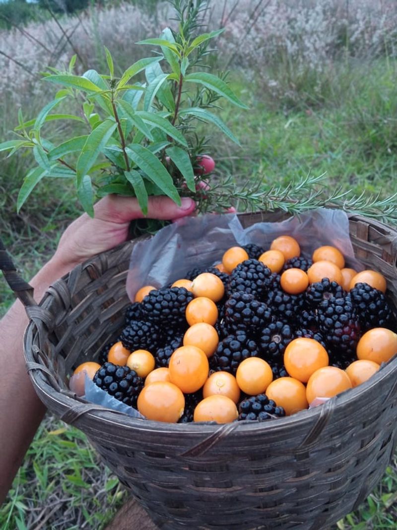 People Who Like to Forage