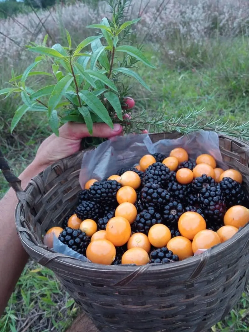 People Who Like to Forage