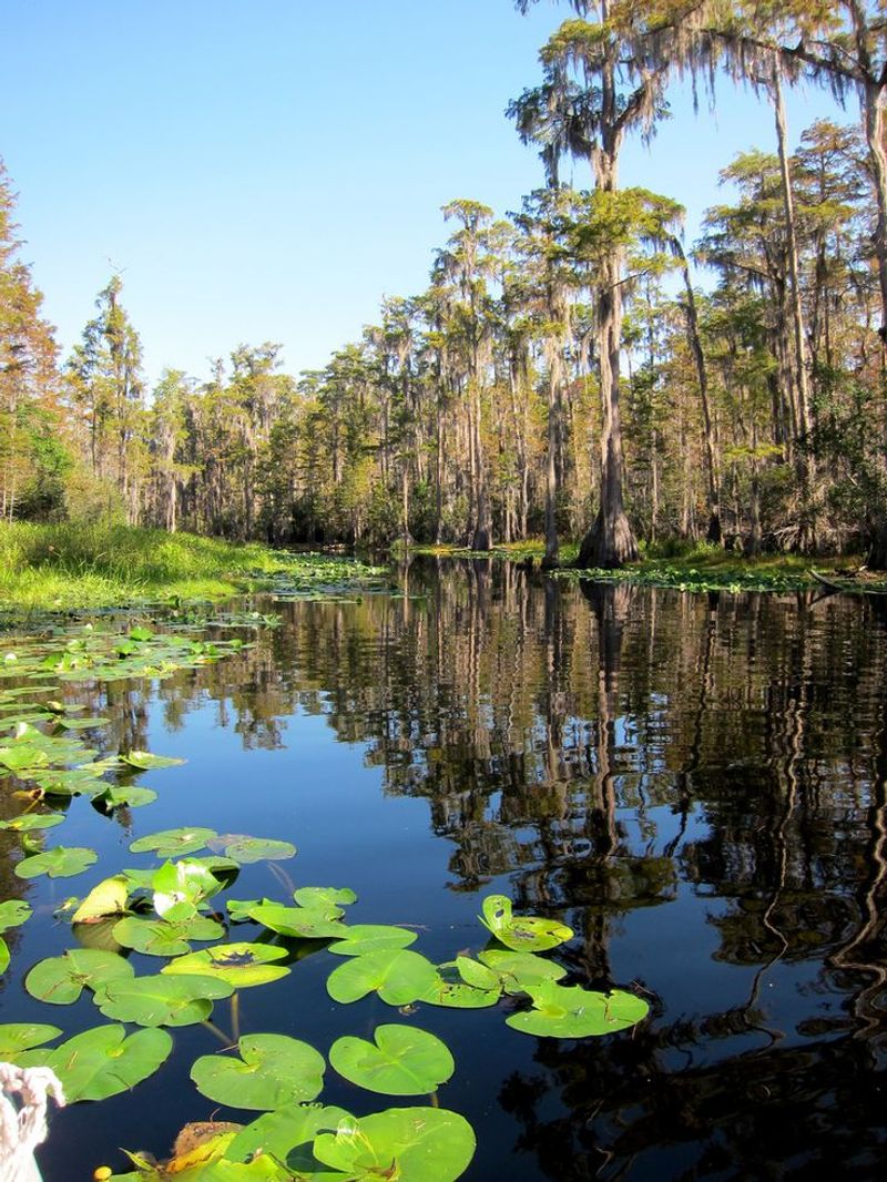Wetland Plants in Okefenokee Swamp, Georgia