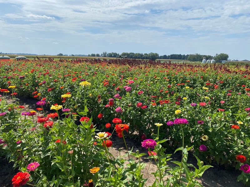Blooming Wildflowers Along The Shore