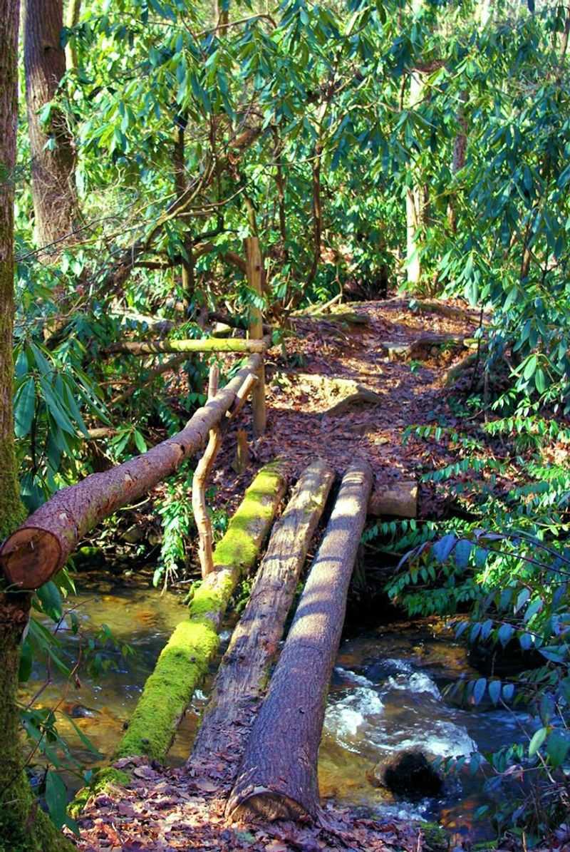 Hiking Trails of Pisgah