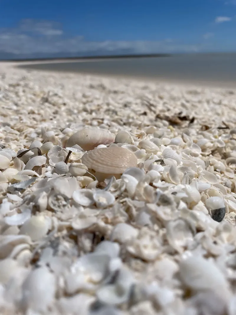 Shell Beach, Western Australia