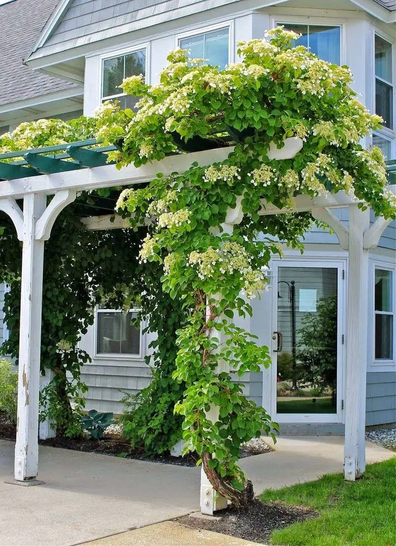 Climbing Vines on Porches and Pergolas
