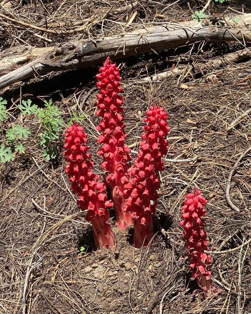 Seasonal Snow Plants in Early Summer