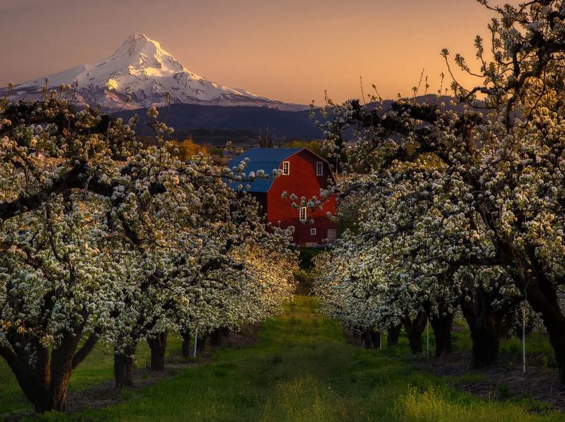 Hood River, Oregon – Orchards Framed by Mountains