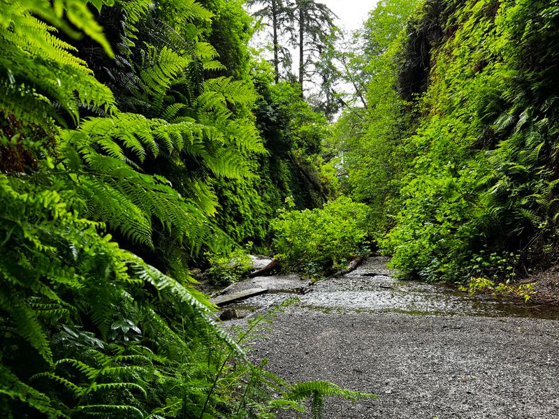 Lush Fern Gullies in Redwood National Park, California