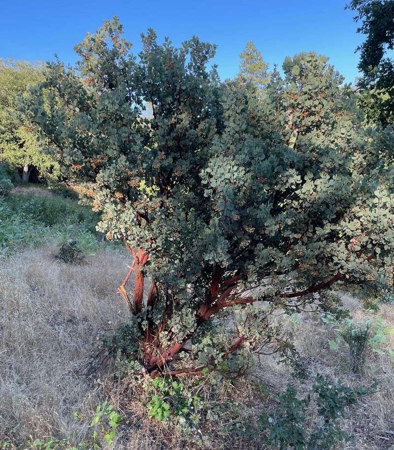 Manzanita Shrubs in California’s Coastal Chaparral