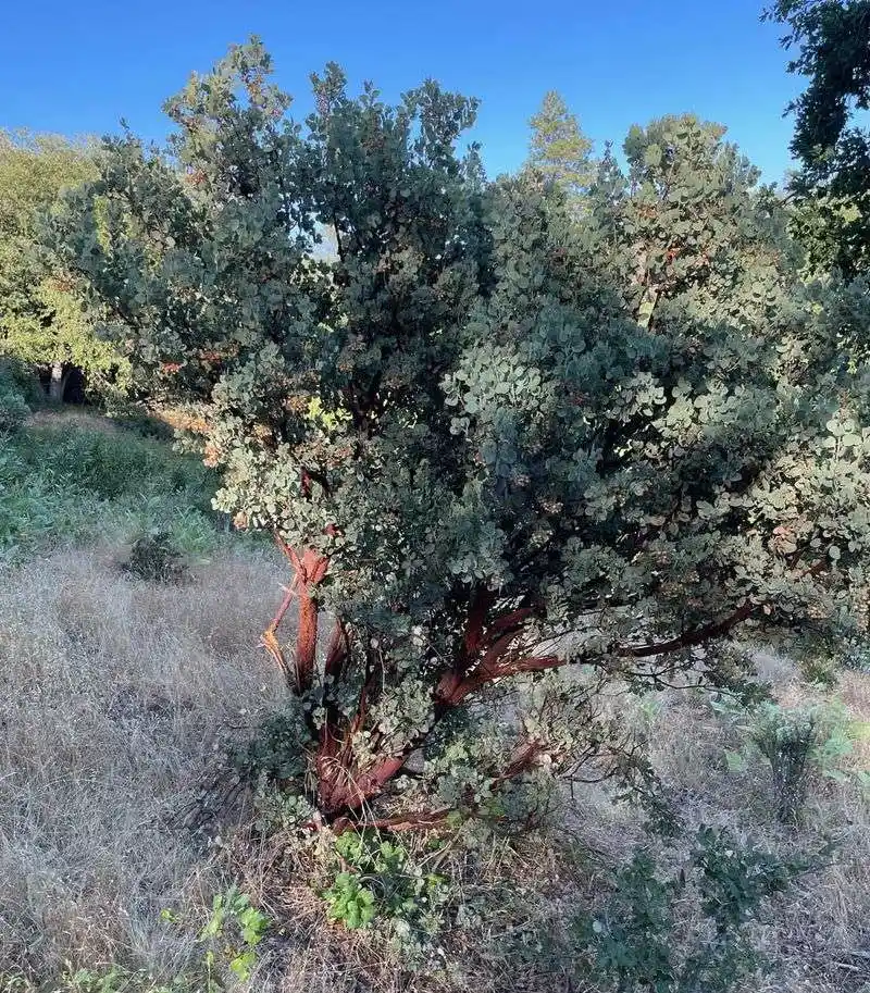Manzanita Shrubs in California’s Coastal Chaparral