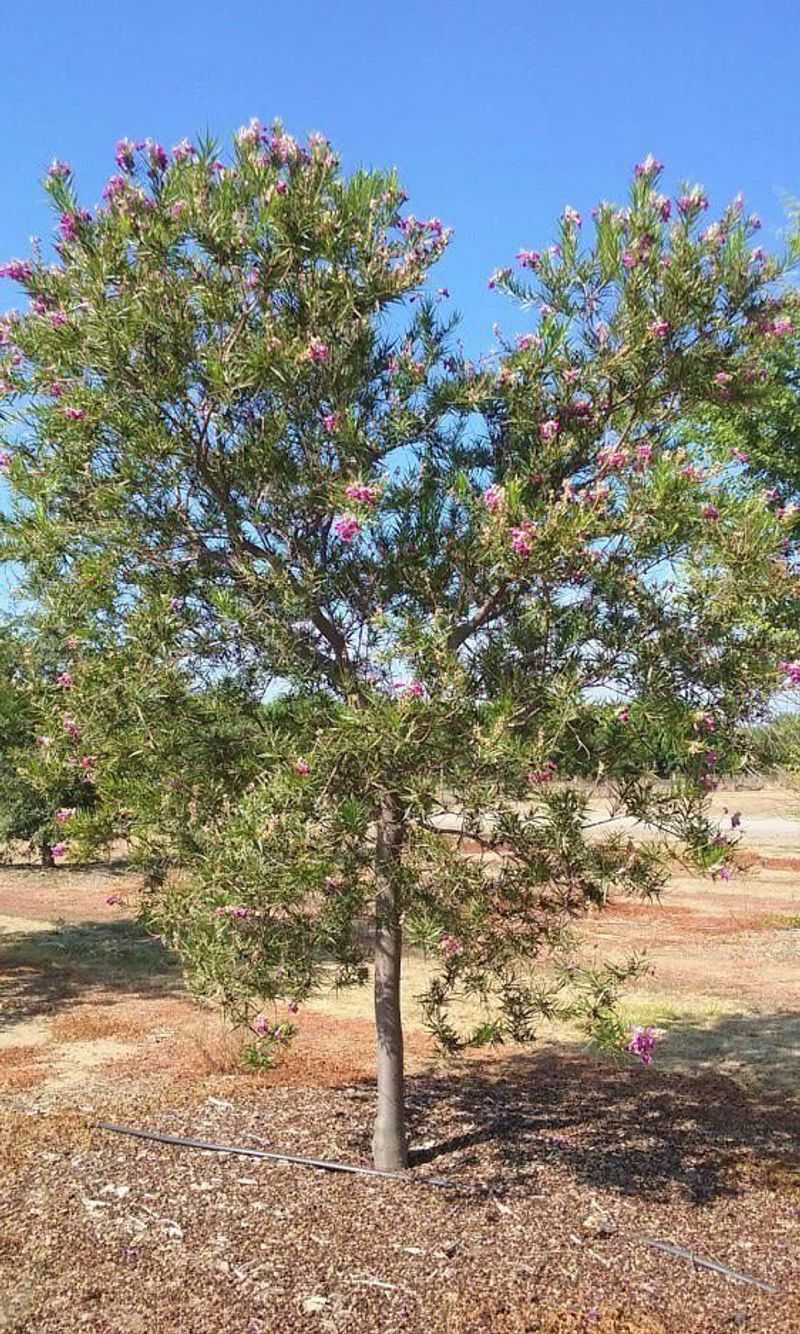 Desert Willow Trees Along the Paseo Verde Trail