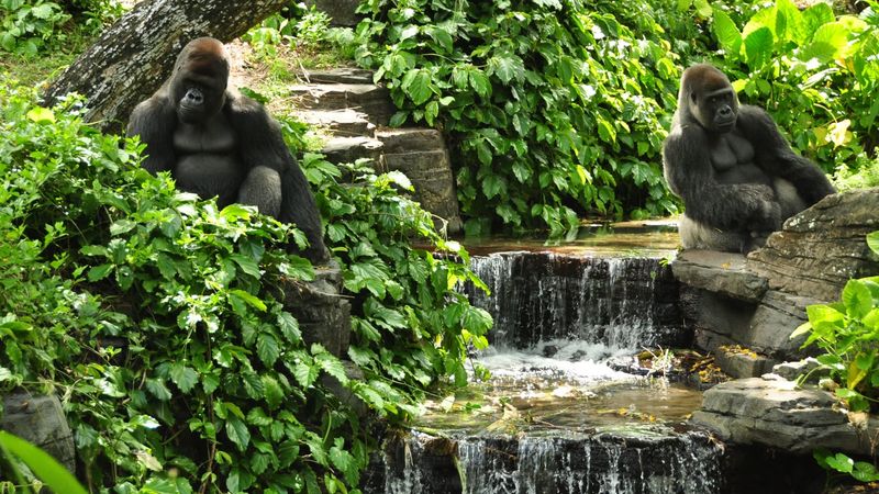 Gorilla Falls Exploration Trail