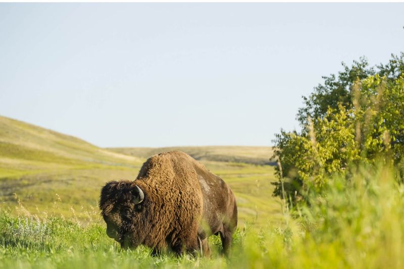 Grasslands National Park