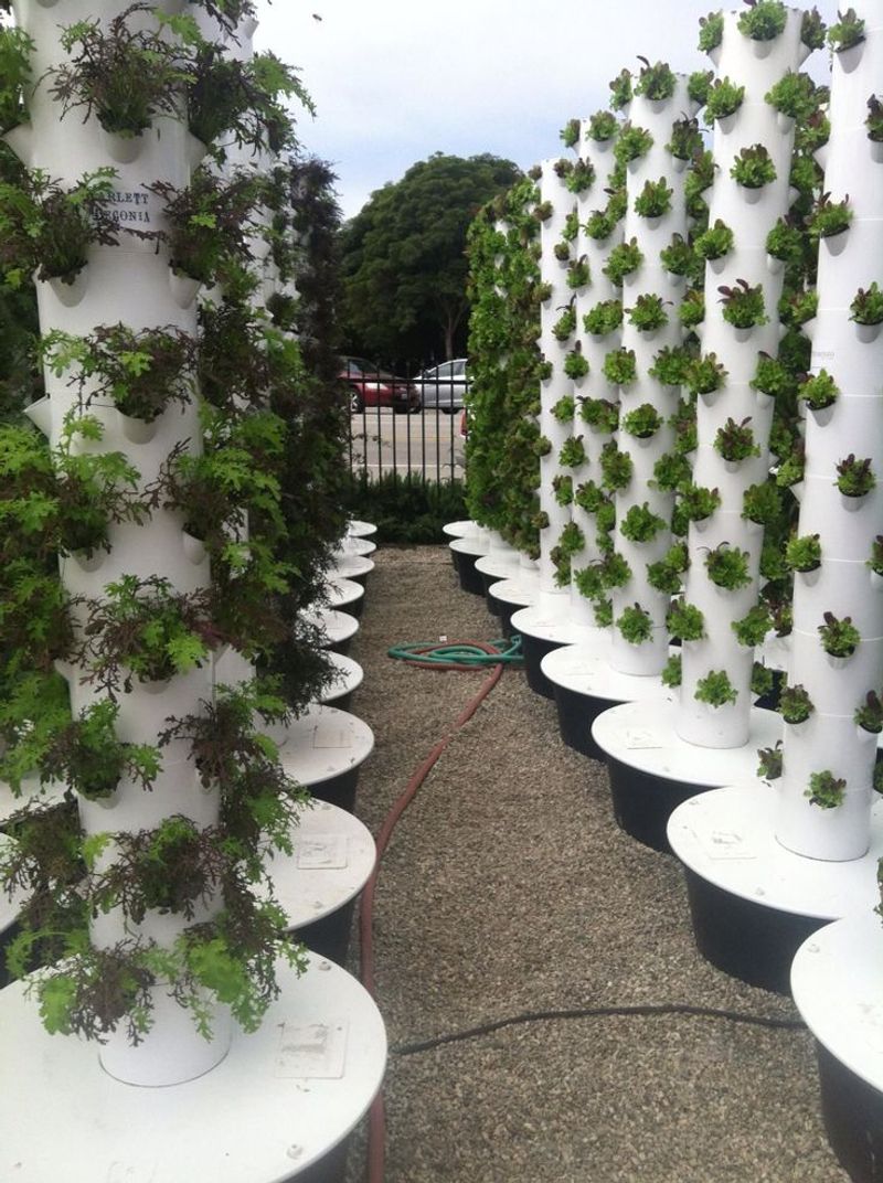 Hydroponic Lettuce at Vertical Farms Near Audubon Park