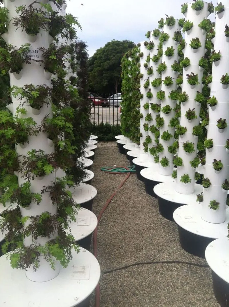 Hydroponic Lettuce at Vertical Farms Near Audubon Park