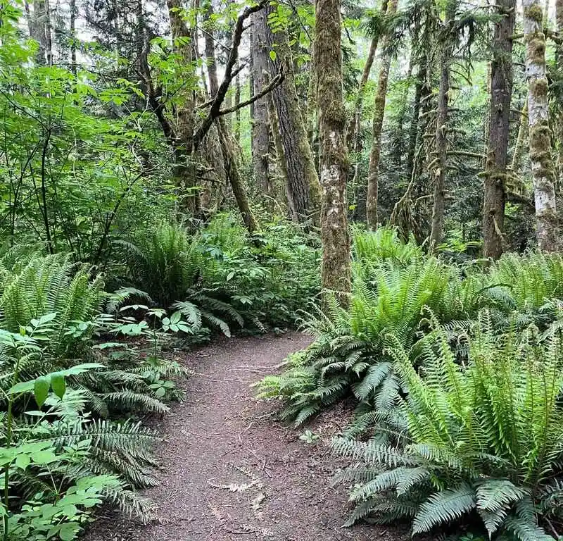 Lichen and Moss on Just About Everything