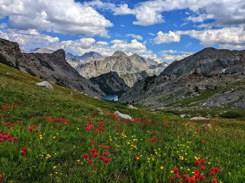 Alpine Azalea in High-Elevation Meadows