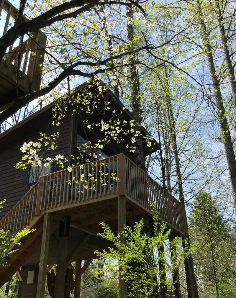 Black Walnut Trees in Hill Country