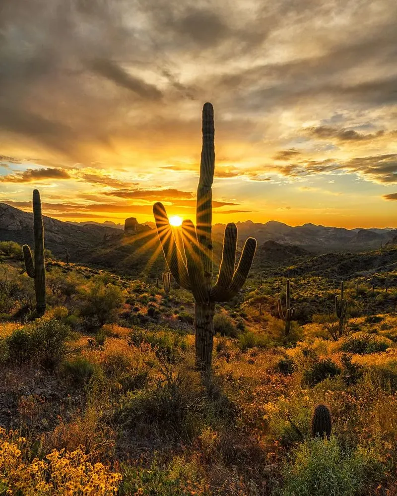 Saguaro Cacti in Arizona’s Sonoran Desert