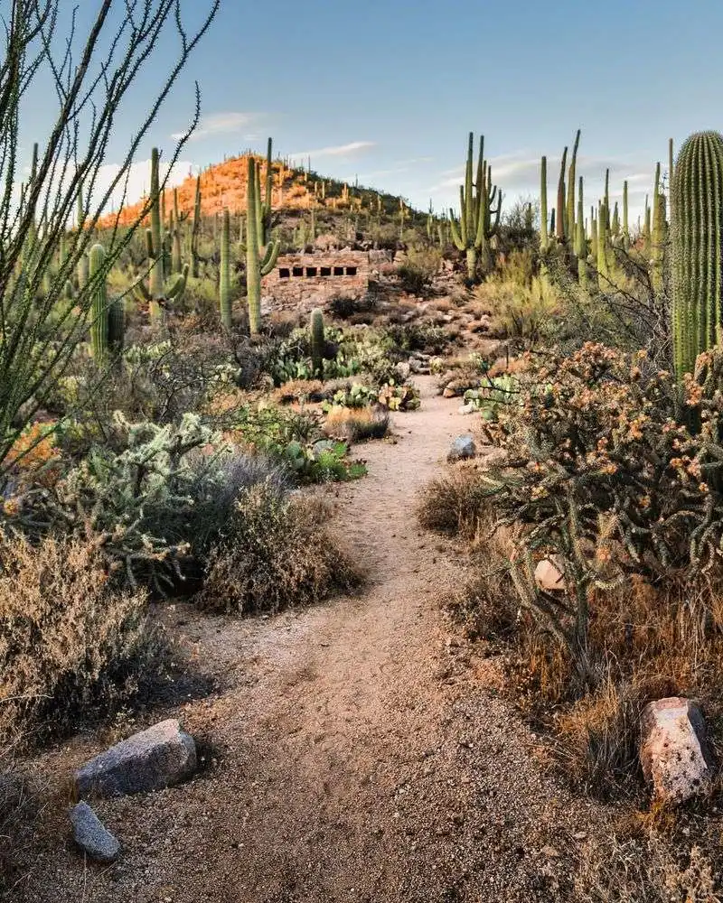 Cactus Trails in Saguaro National Park, Arizona
