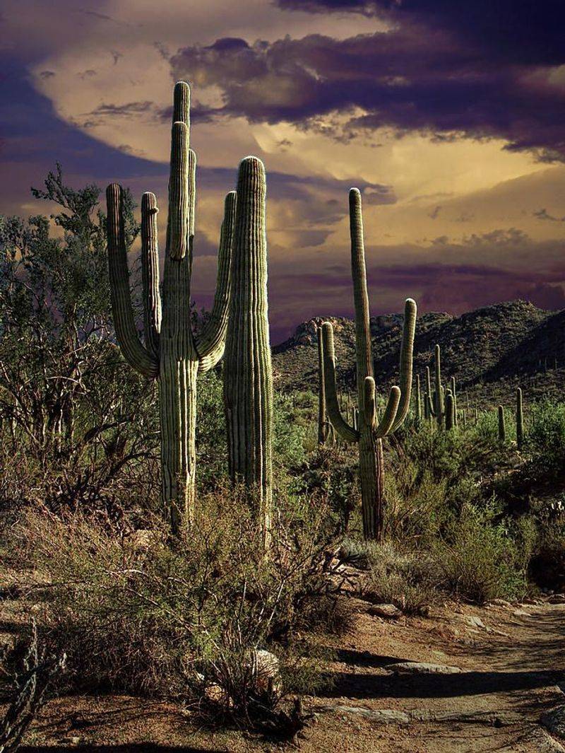 Saguaro National Park (Arizona)