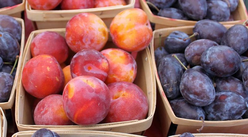 Enjoy Seasonal Festivals and Farmers Markets
