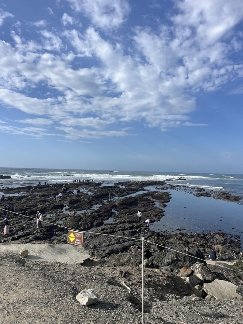 Tide Pooling at Fitzgerald Marine Reserve