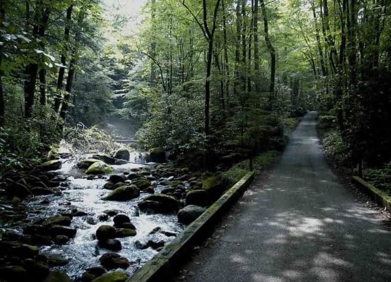 Explore Roaring Fork Nature Trail’s Mossy Landscape