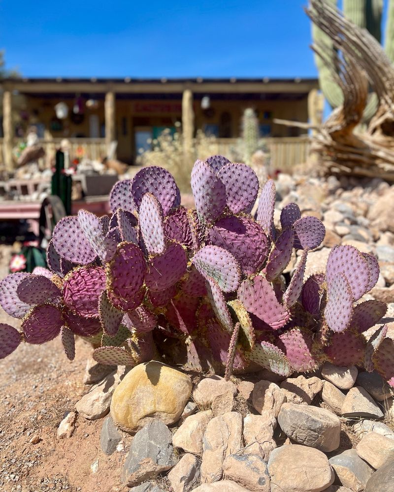 Prickly Pear Cactus in Xeriscaped Front Yards