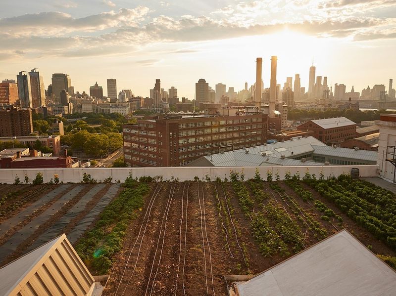 Brooklyn Grange Rooftop Farm, Navy Yard