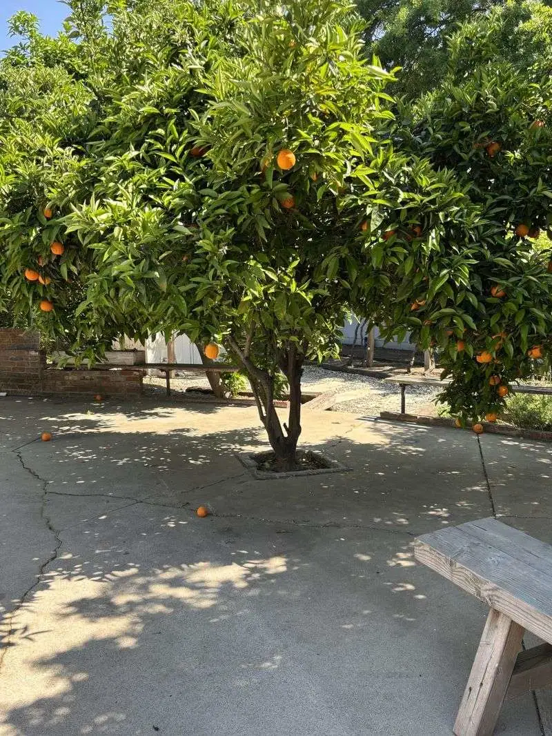 Citrus Trees in Courtyards and Containers