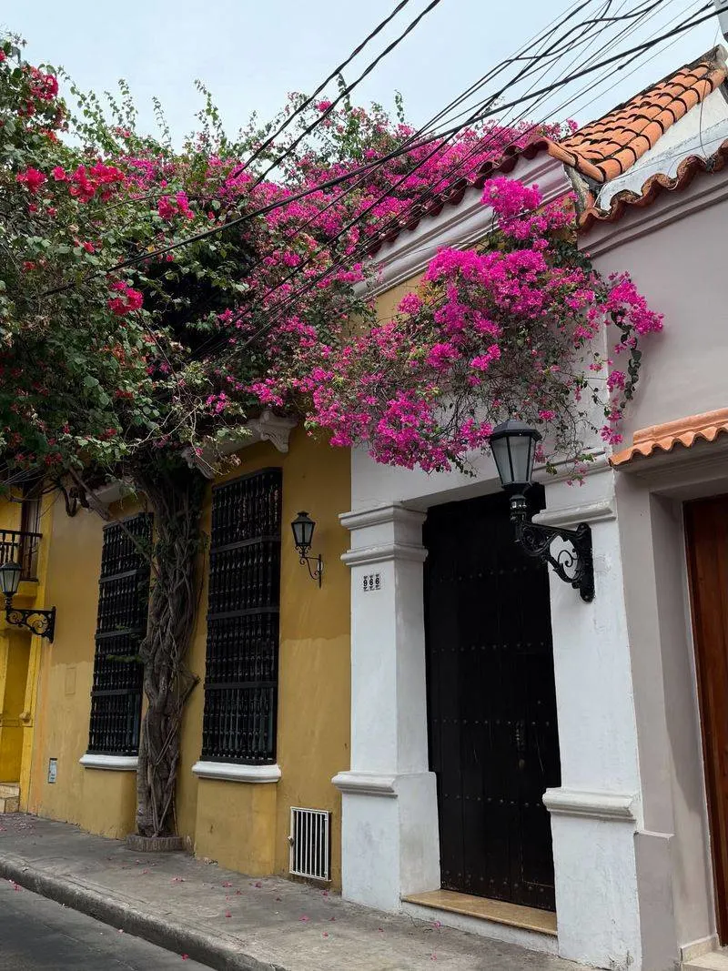 Bougainvillea Cascades on Old Facades