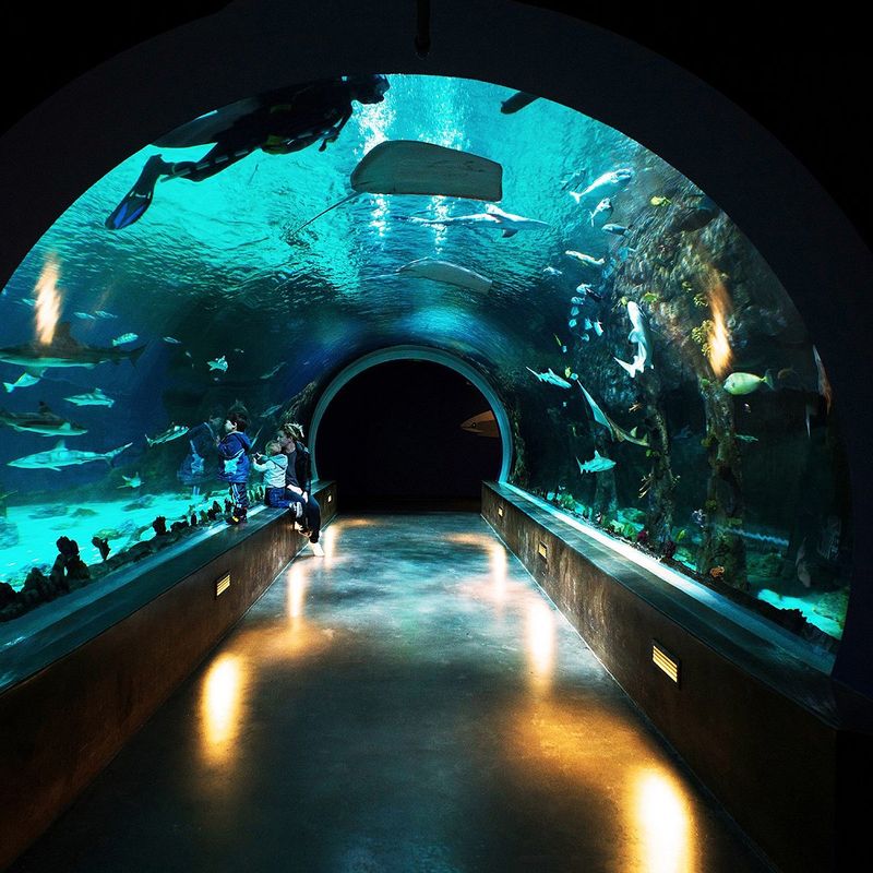 Loveland Living Planet Aquarium (Draper)