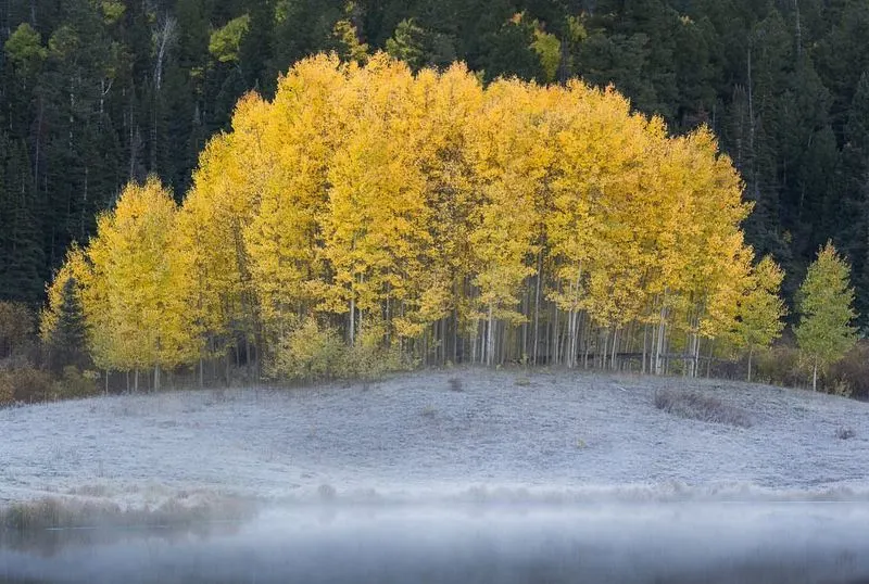 Aspens That Glow in Autumn
