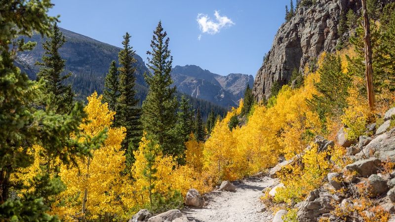 Aspen Groves in Colorado’s Rocky Mountains